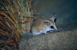 صورة Sminthopsis crassicaudata (Gould 1844)