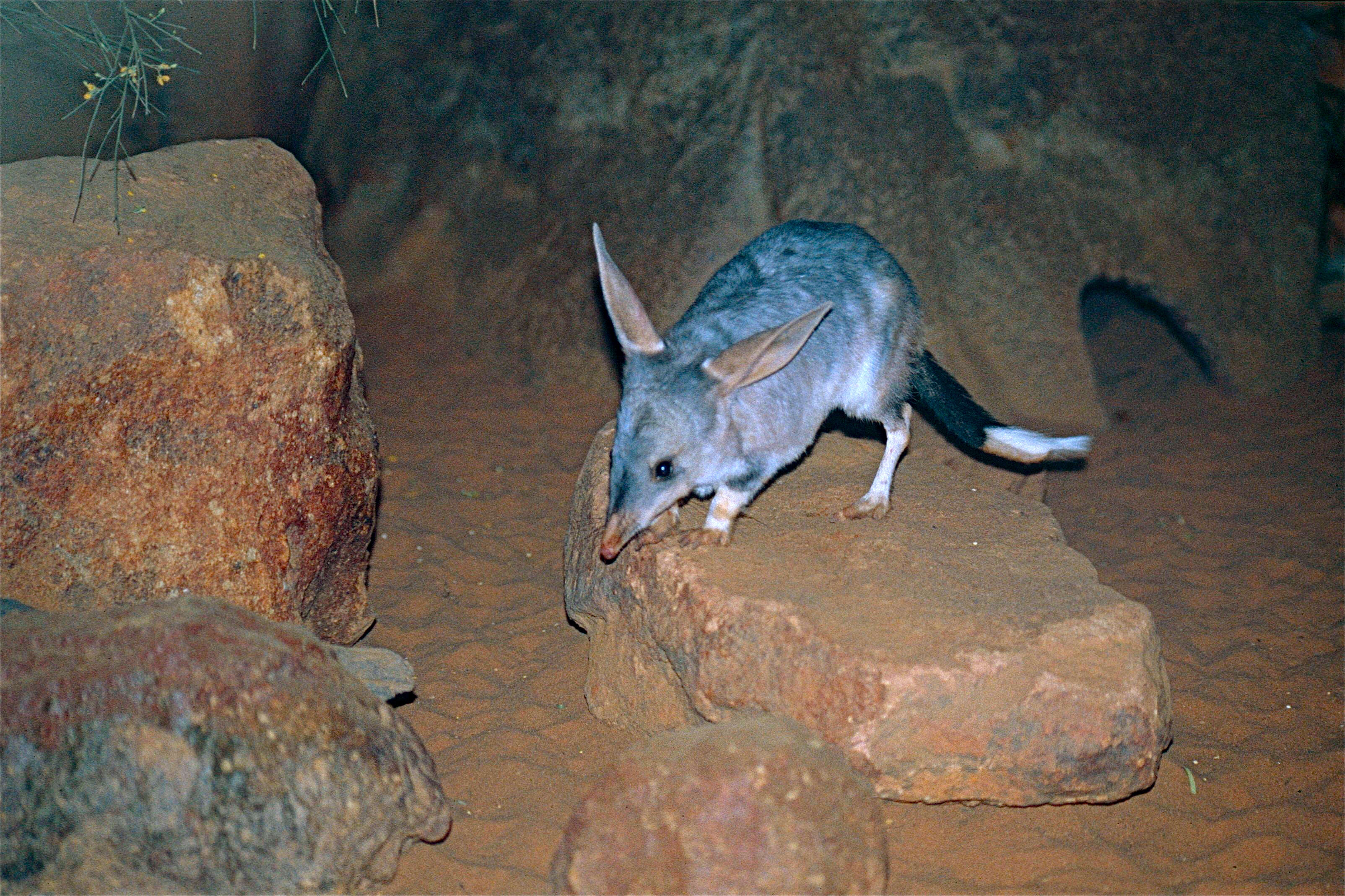 Image of rabbit-bandicoots