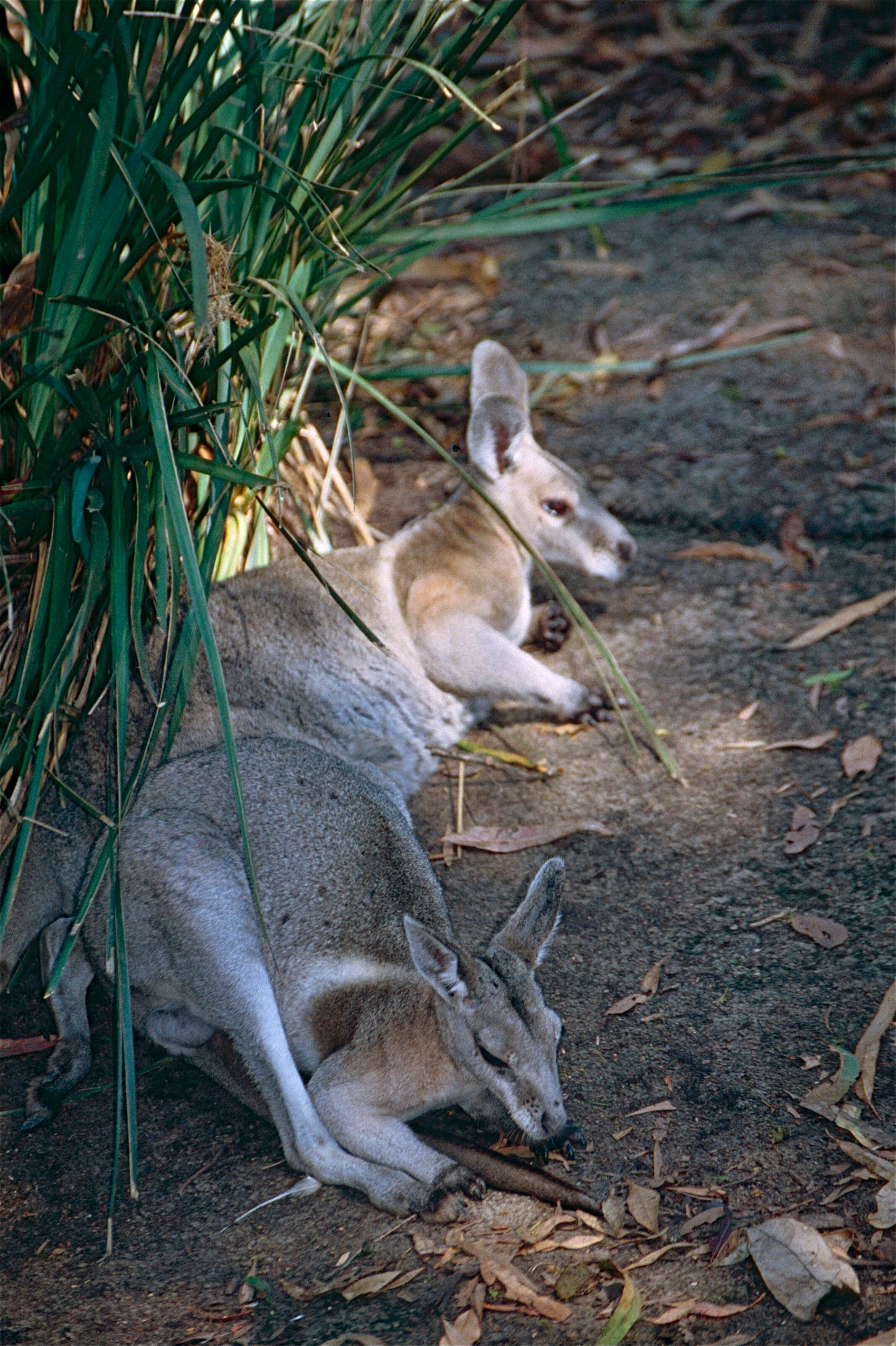 Image of Onychogalea Gray 1841