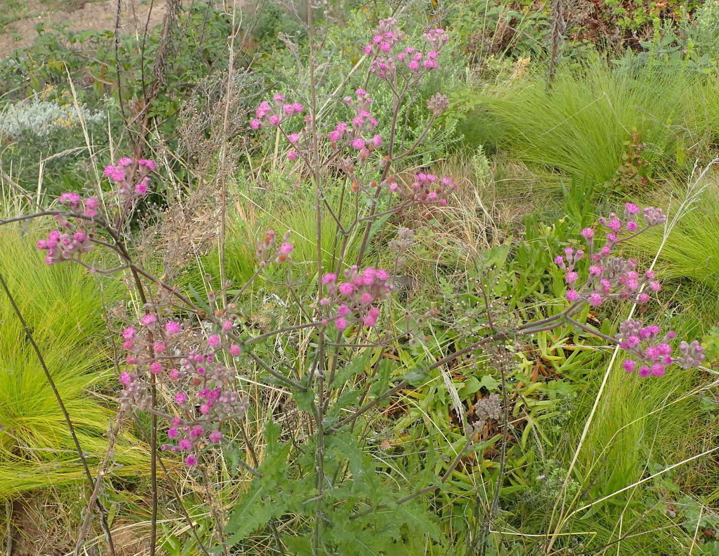 Image of Senecio purpureus L.