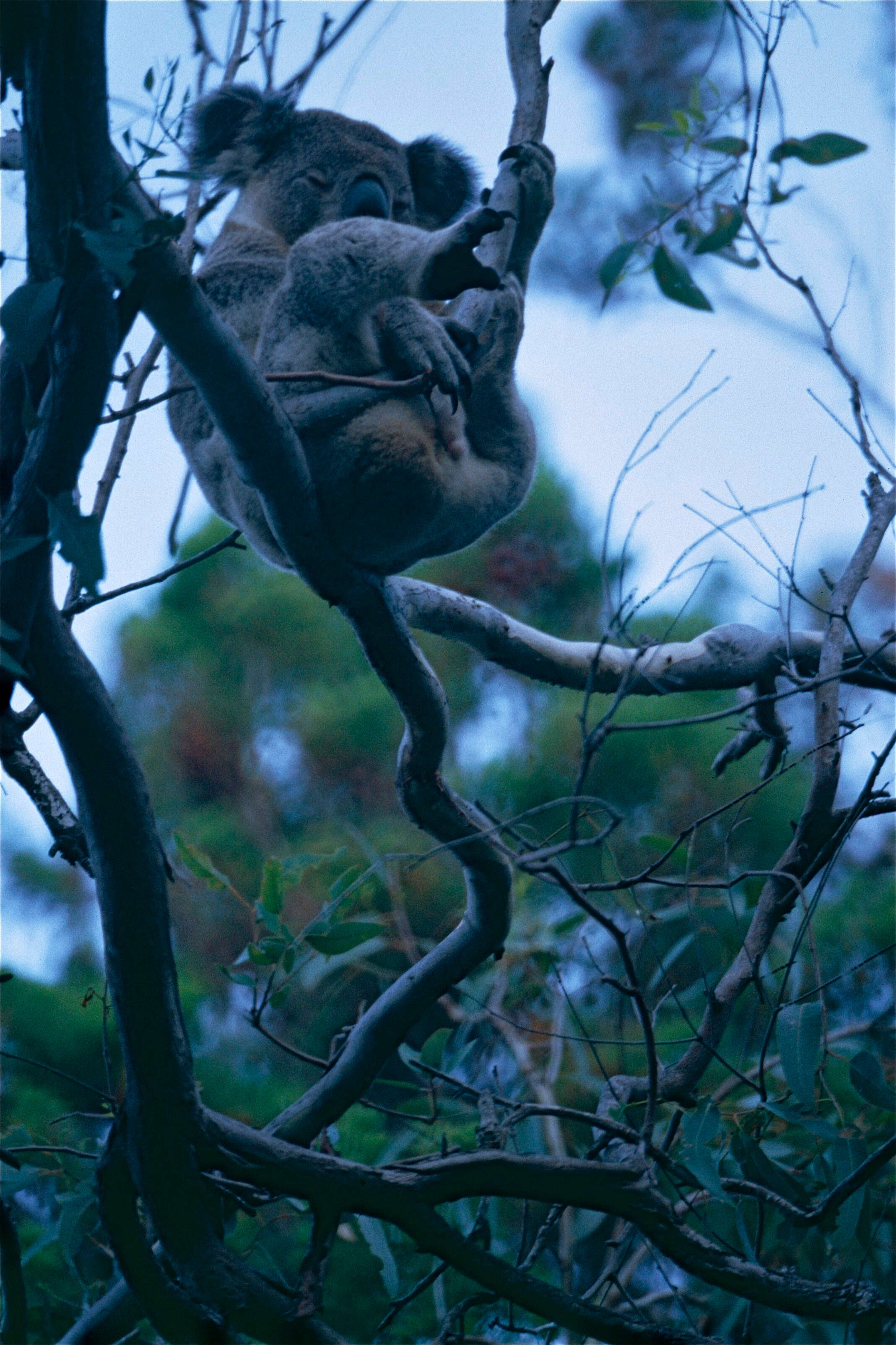 Image of koalas