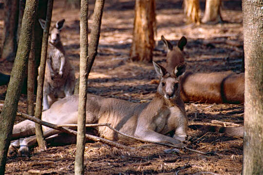 Image of kangaroo