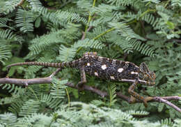 Image of Asian Chameleon