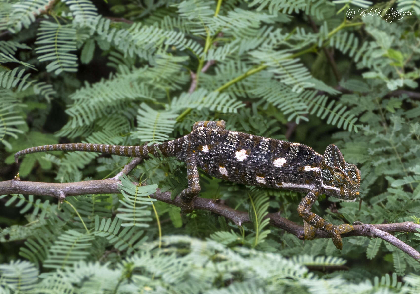 Image of Asian Chameleon