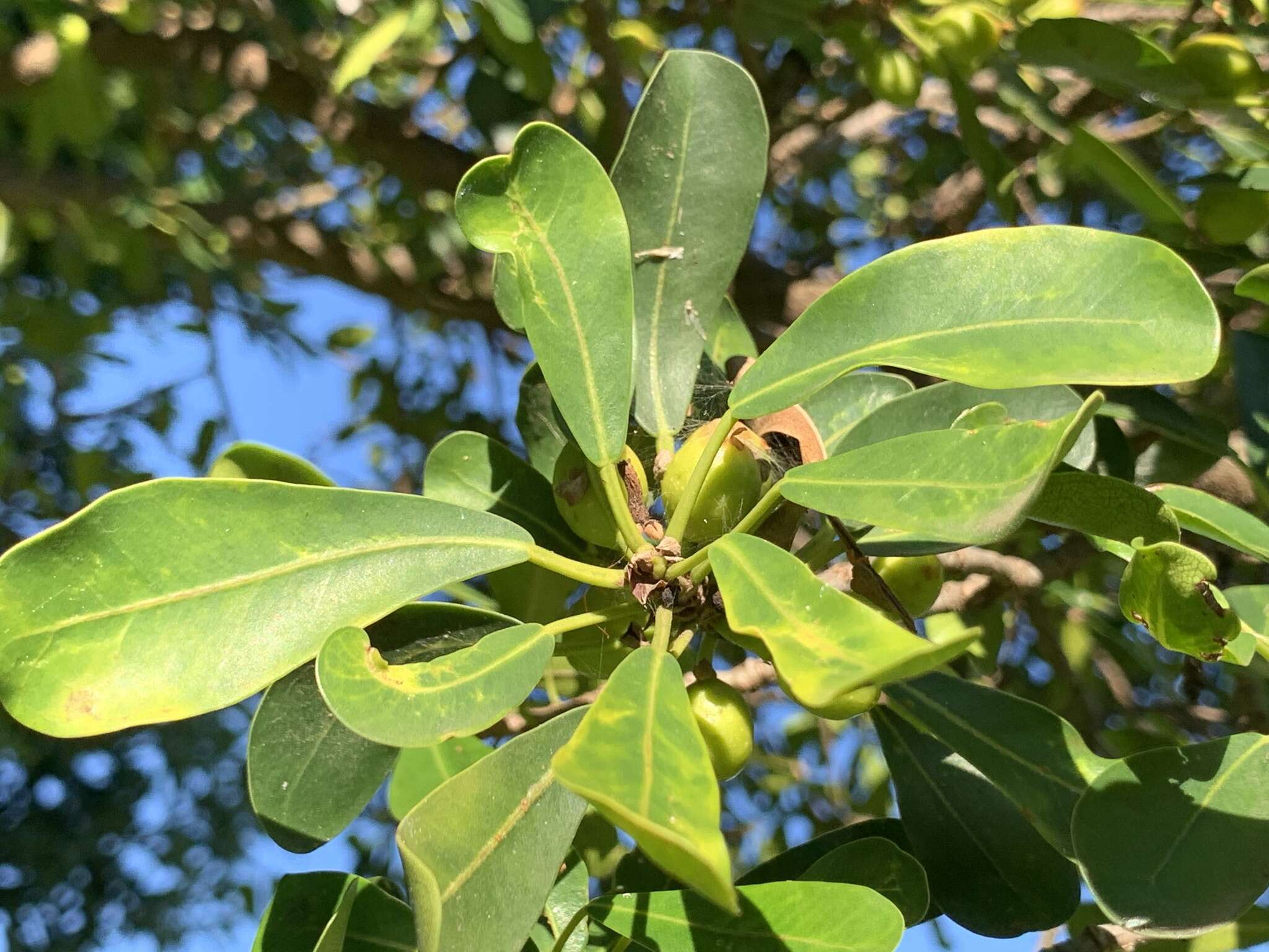 Ficus natalensis subsp. natalensis的圖片