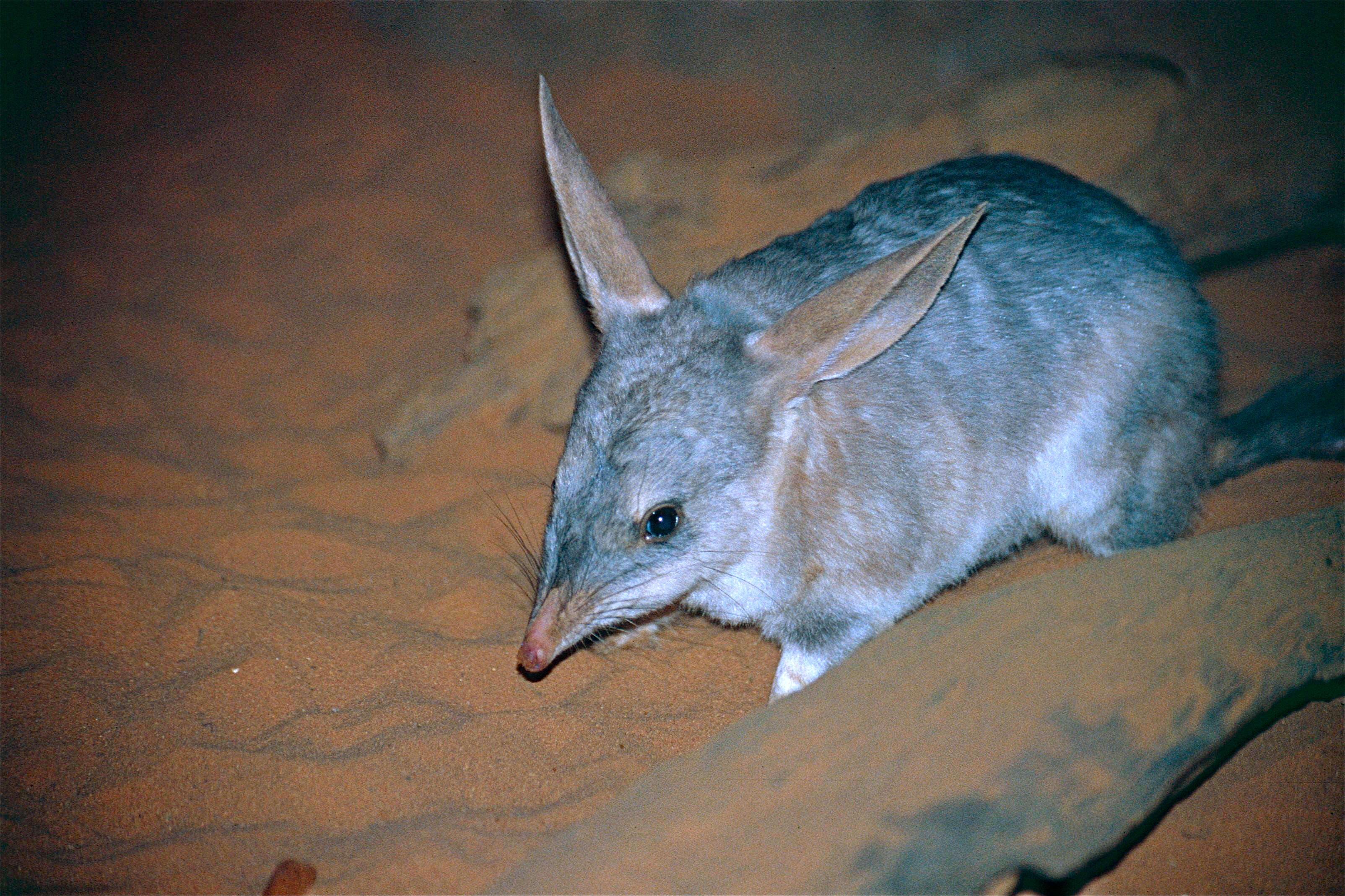 Image of rabbit-bandicoots