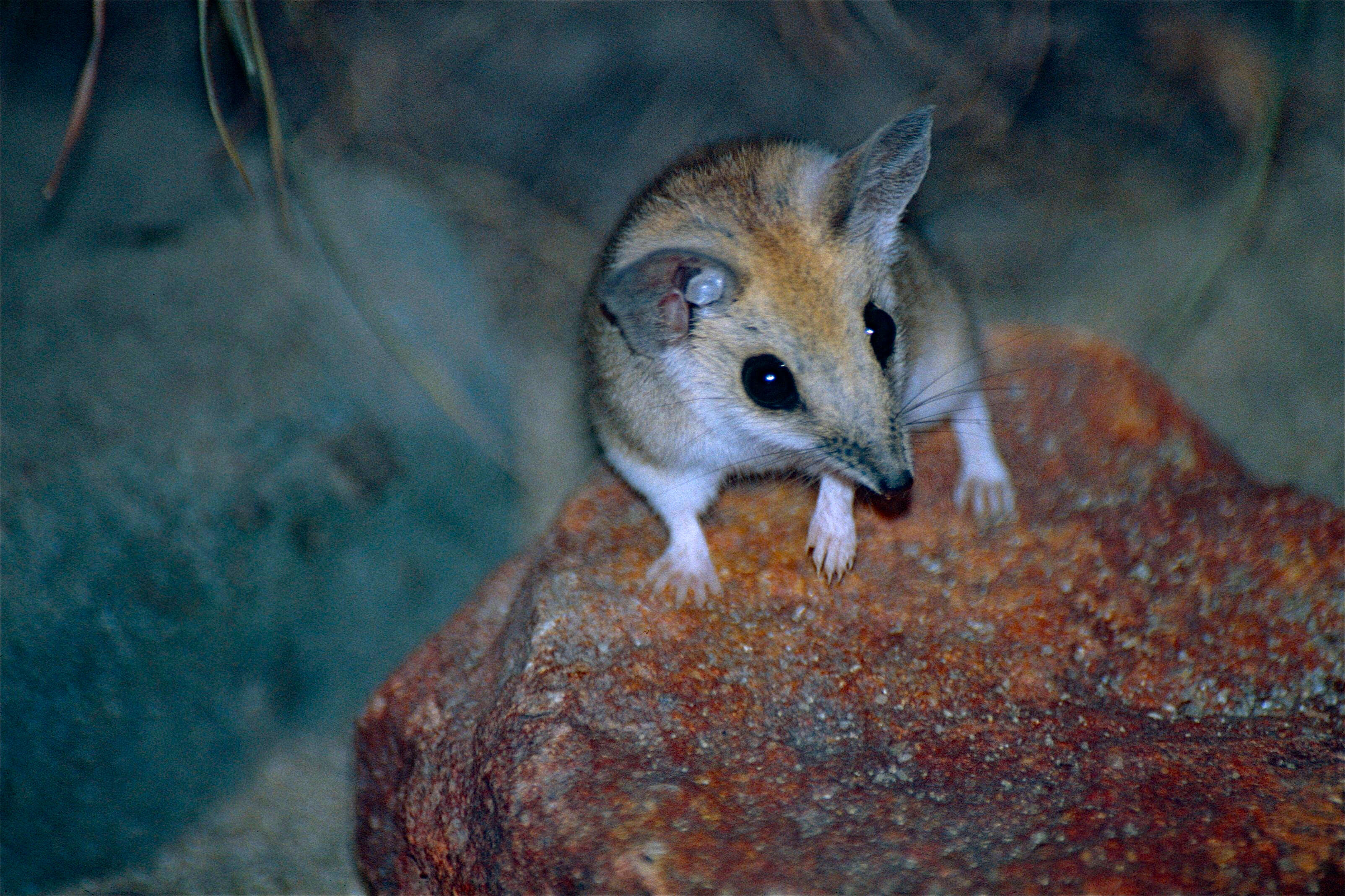 Image of Fat-tailed Dunnart