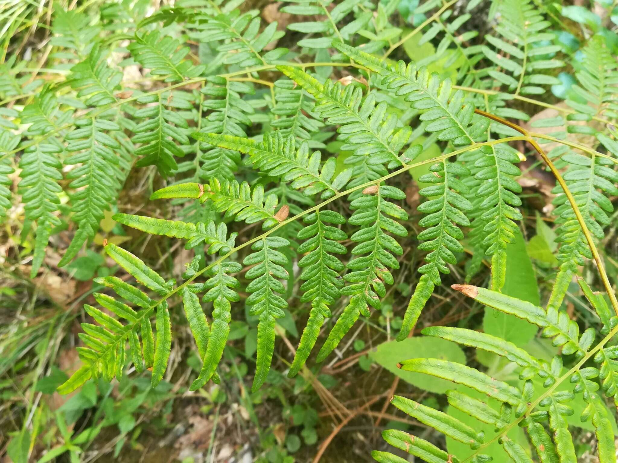 Sivun Pteridium caudatum (L.) Maxon kuva