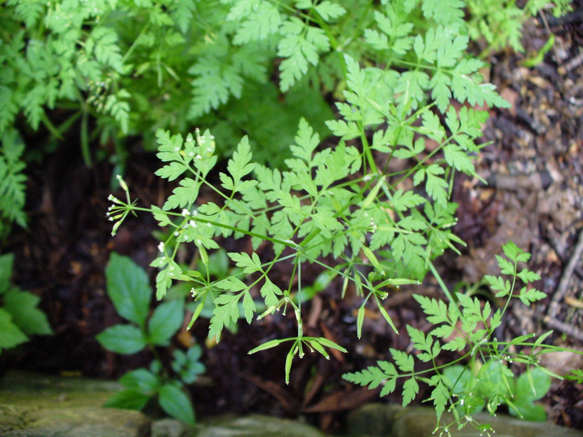 Image of garden chervil