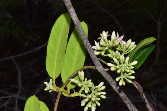 Image of Parsonsia flexuosa Baill.