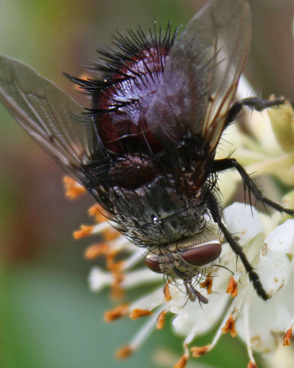 صورة Juriniopsis adusta (Wulp 1890)