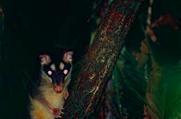 Image of Gray and black four-eyed opossum