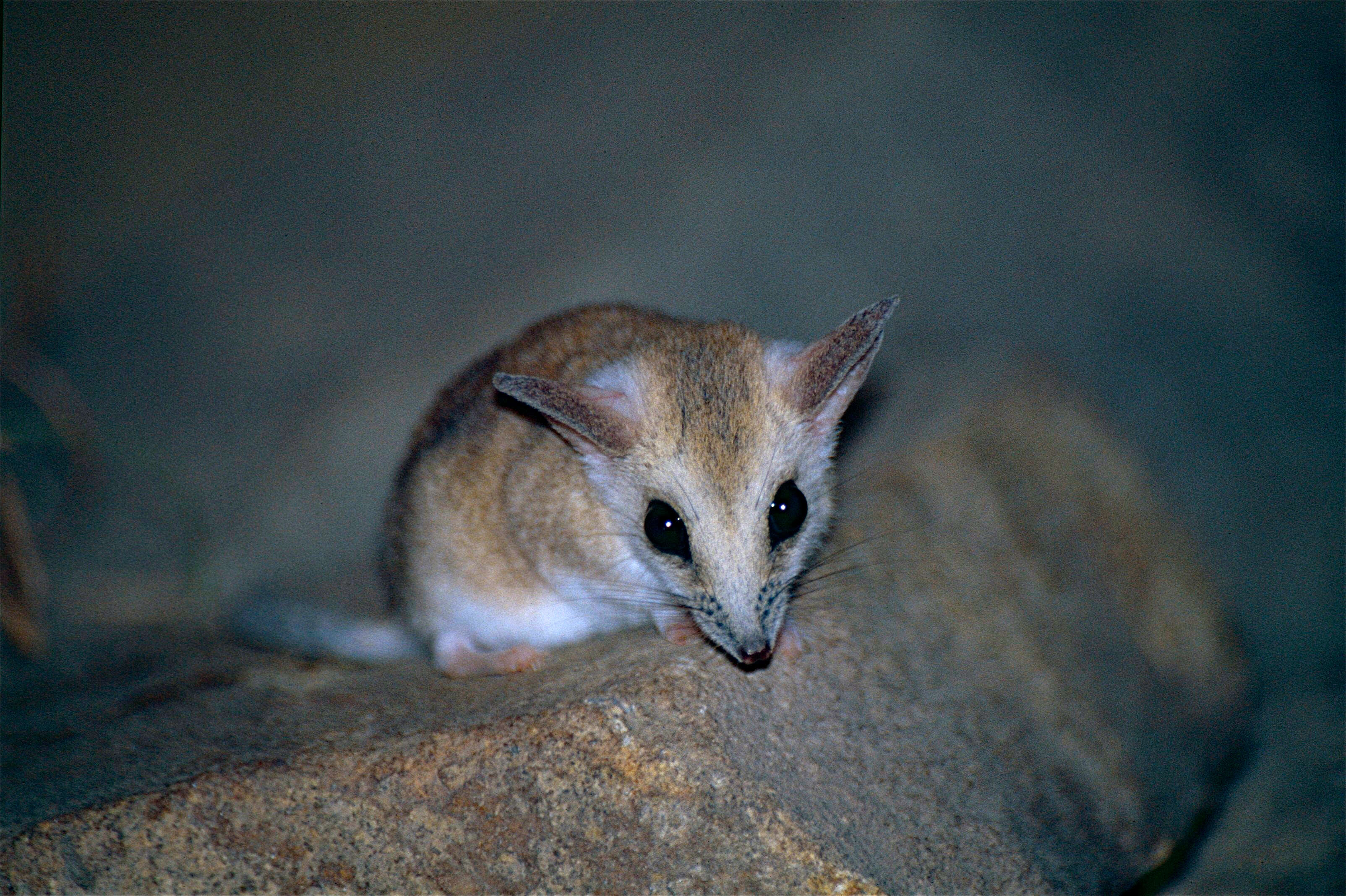 Image of Fat-tailed Dunnart