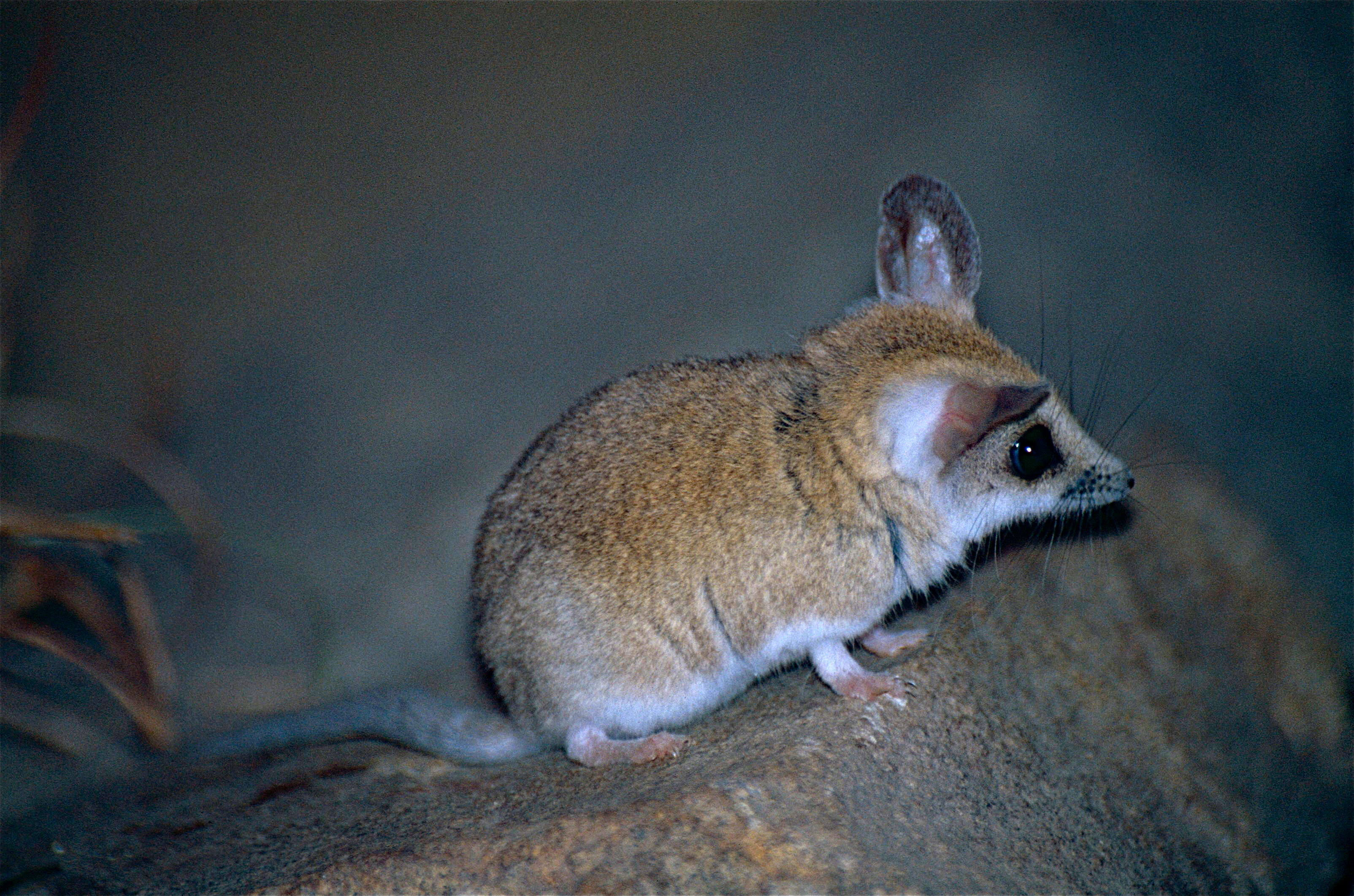 صورة Sminthopsis crassicaudata (Gould 1844)