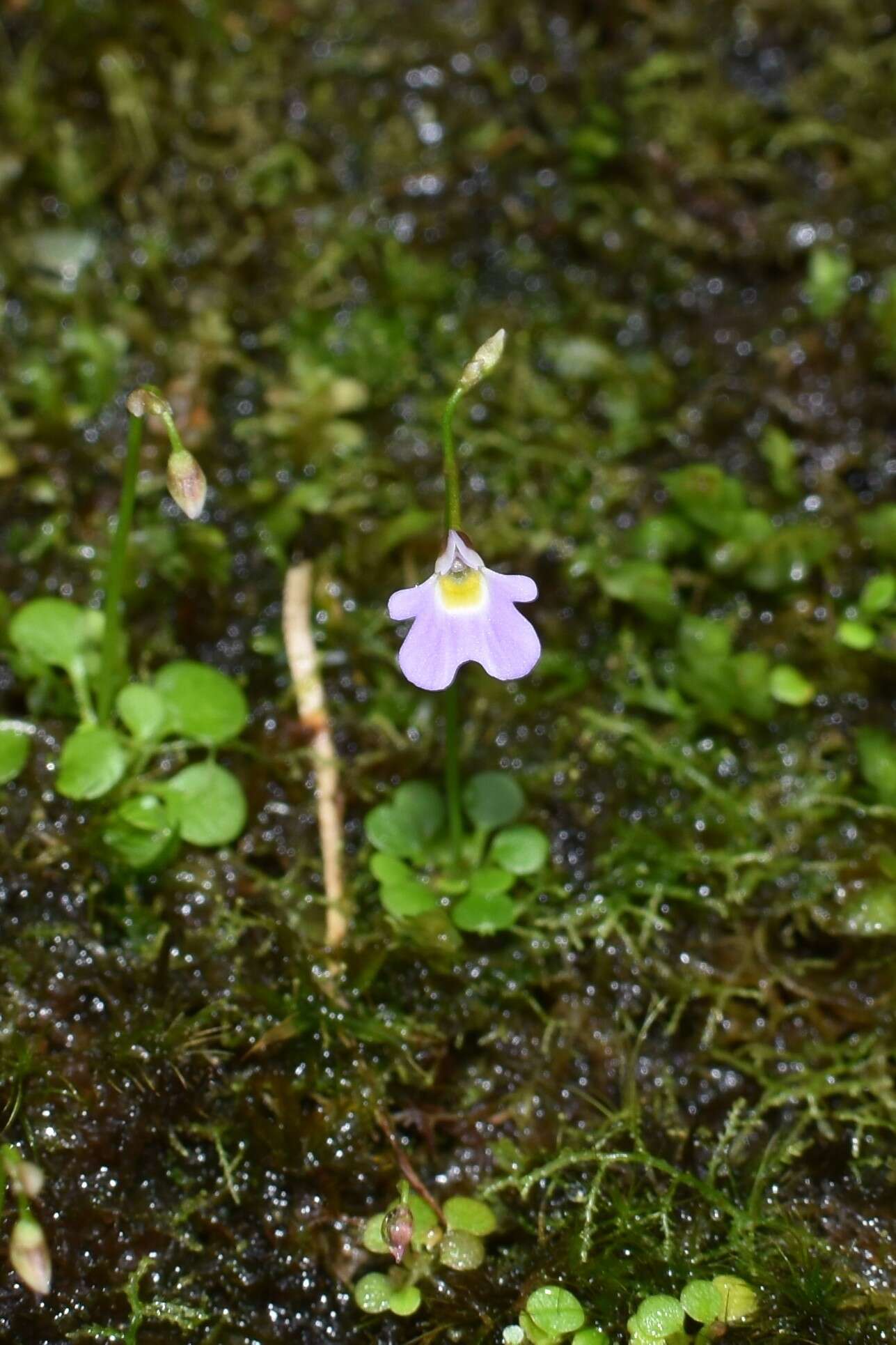 Image of Utricularia phusoidaoensis Suksathan & J. Parn.