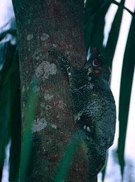 Imagem de Galeopterus Thomas 1908