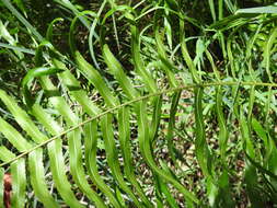 Image of swamp water fern