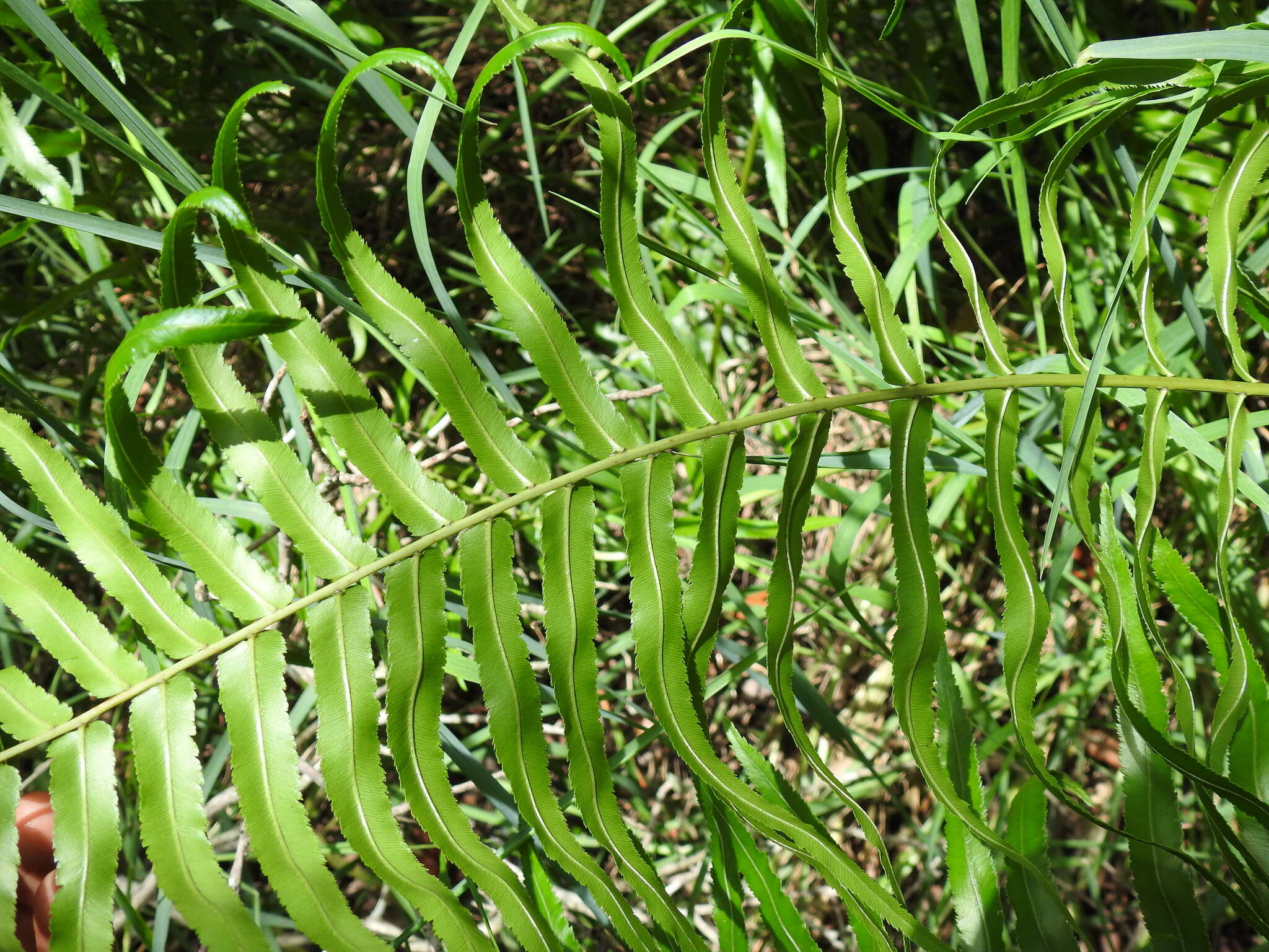 Image of swamp water fern