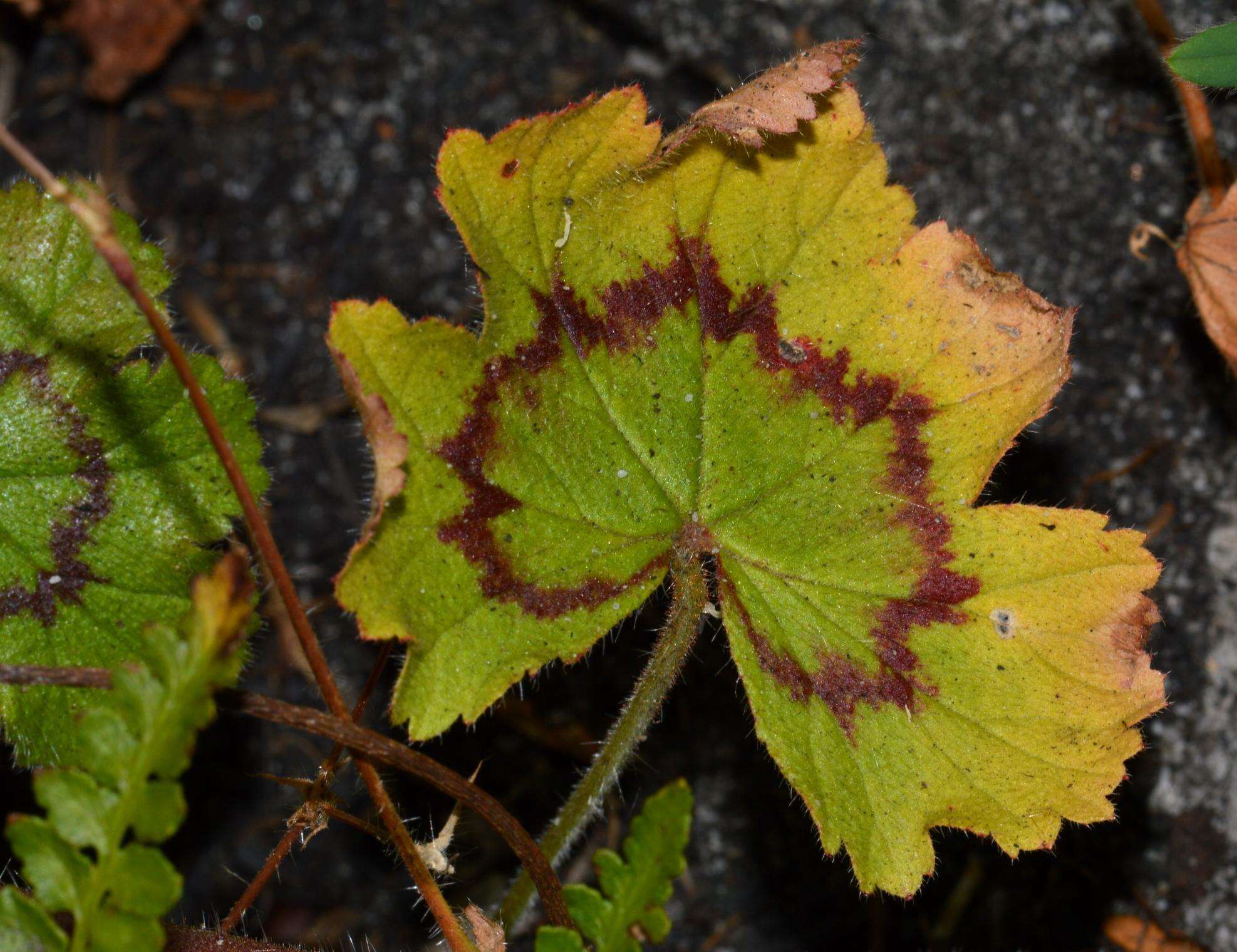 Image of Pelargonium elongatum (Cav.) Steud.