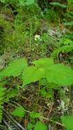 Image of small enchanter's nightshade