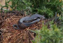 Image of Australian Tiger Snakes