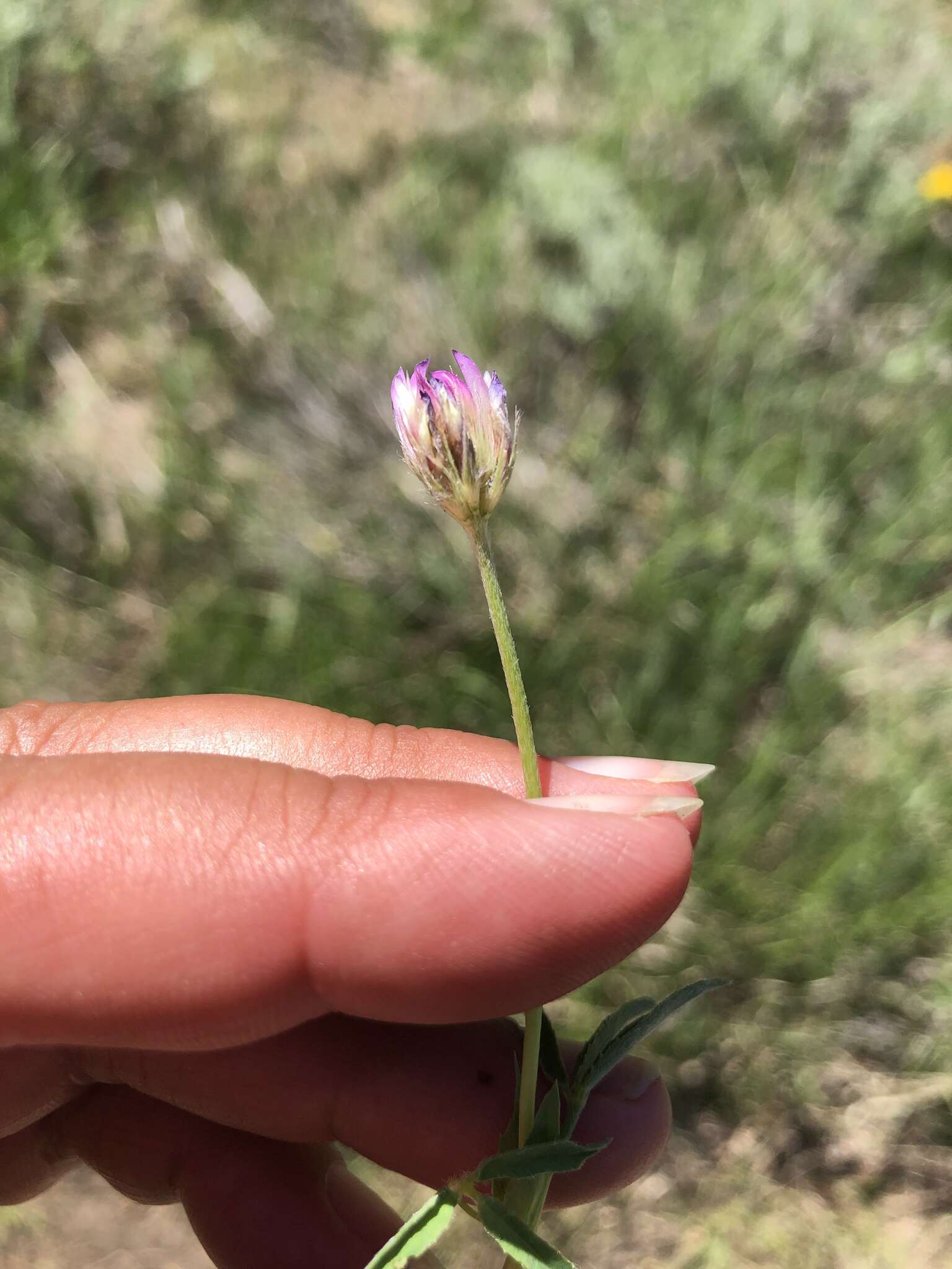 Image of Hansen's clover