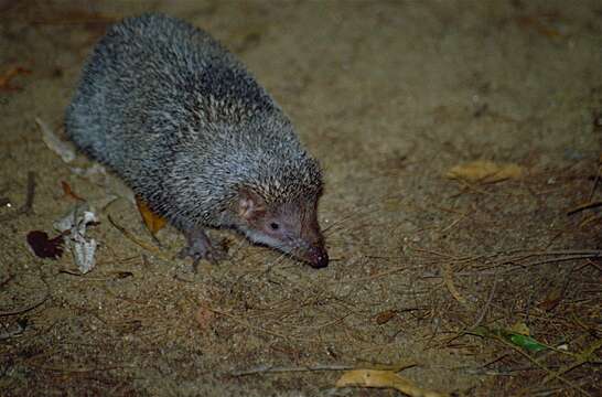 Image of Greater Hedgehog Tenrec