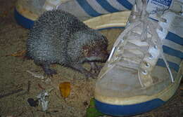 Image of Greater Hedgehog Tenrec