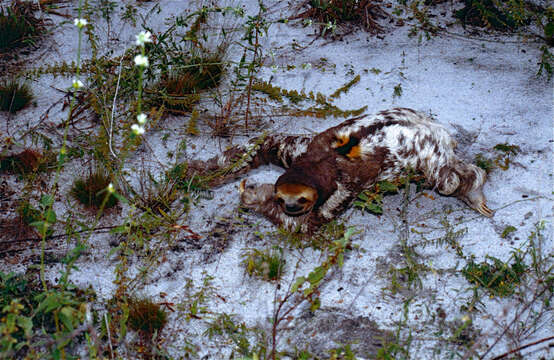 Image of Pale-throated Sloth