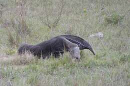 Image of Giant anteaters