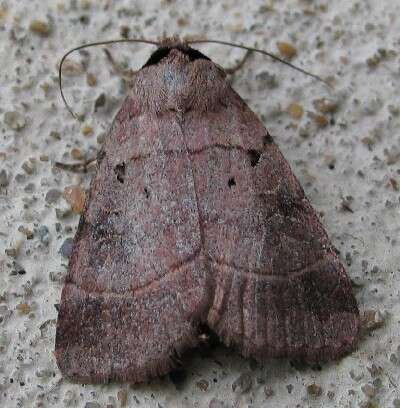 Image of Pale-banded Dart