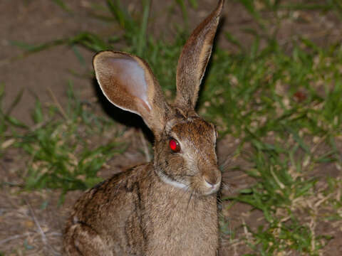 Image of Savannah Hare