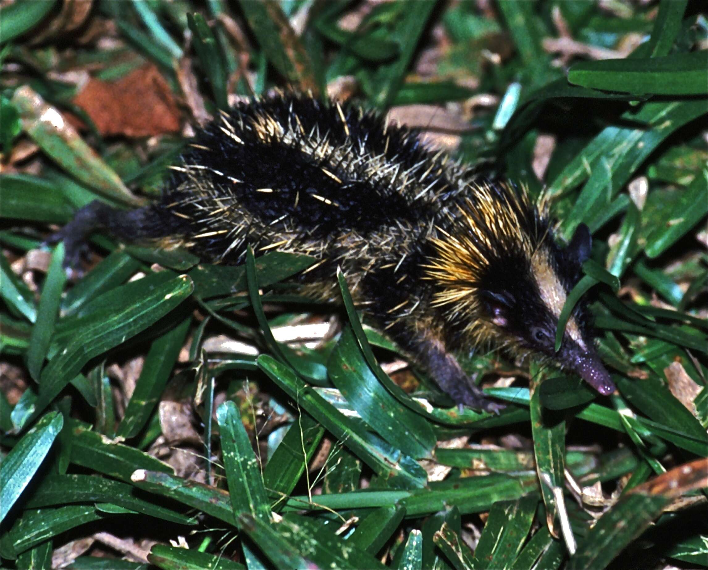 Image of streaked tenrecs