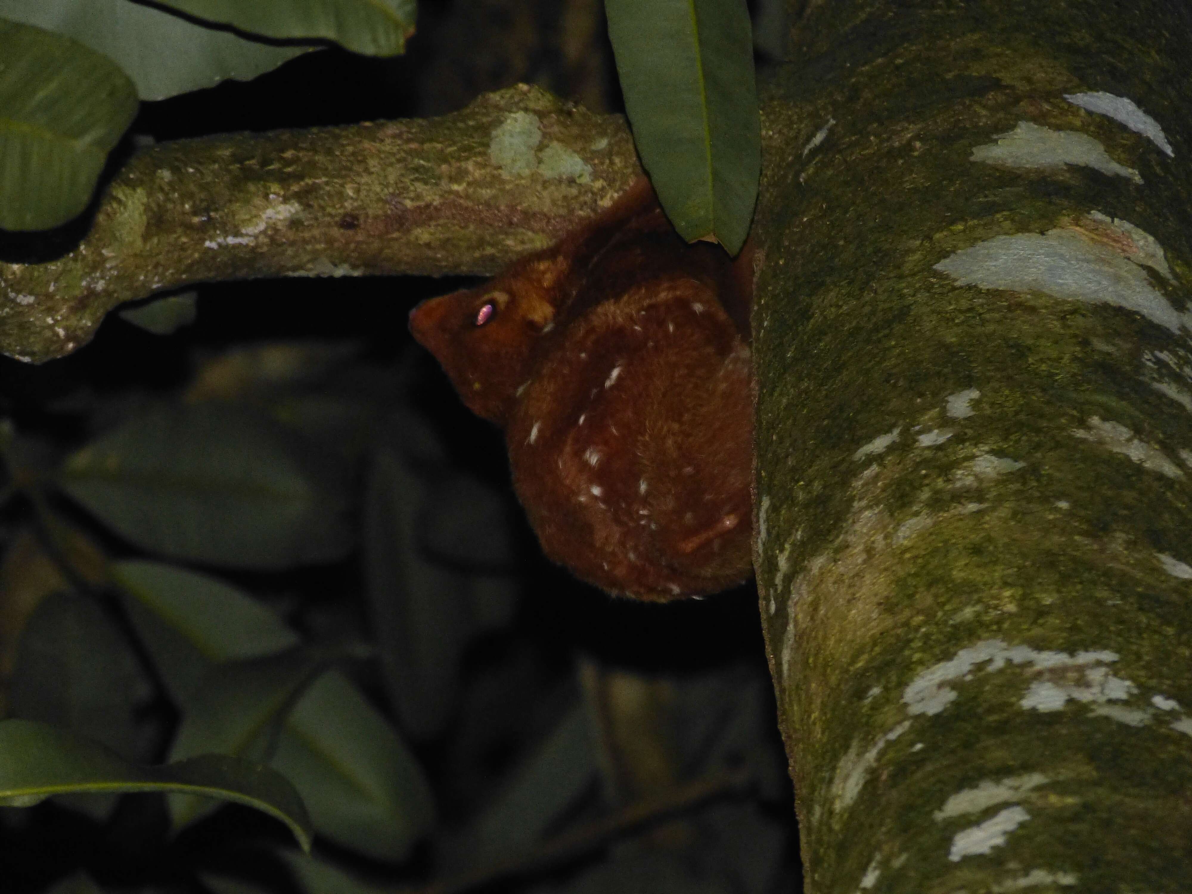 Image of Malayan Flying Lemurs