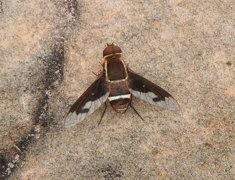 Image of Larrpana collessi Lambkin & Yeates 2003