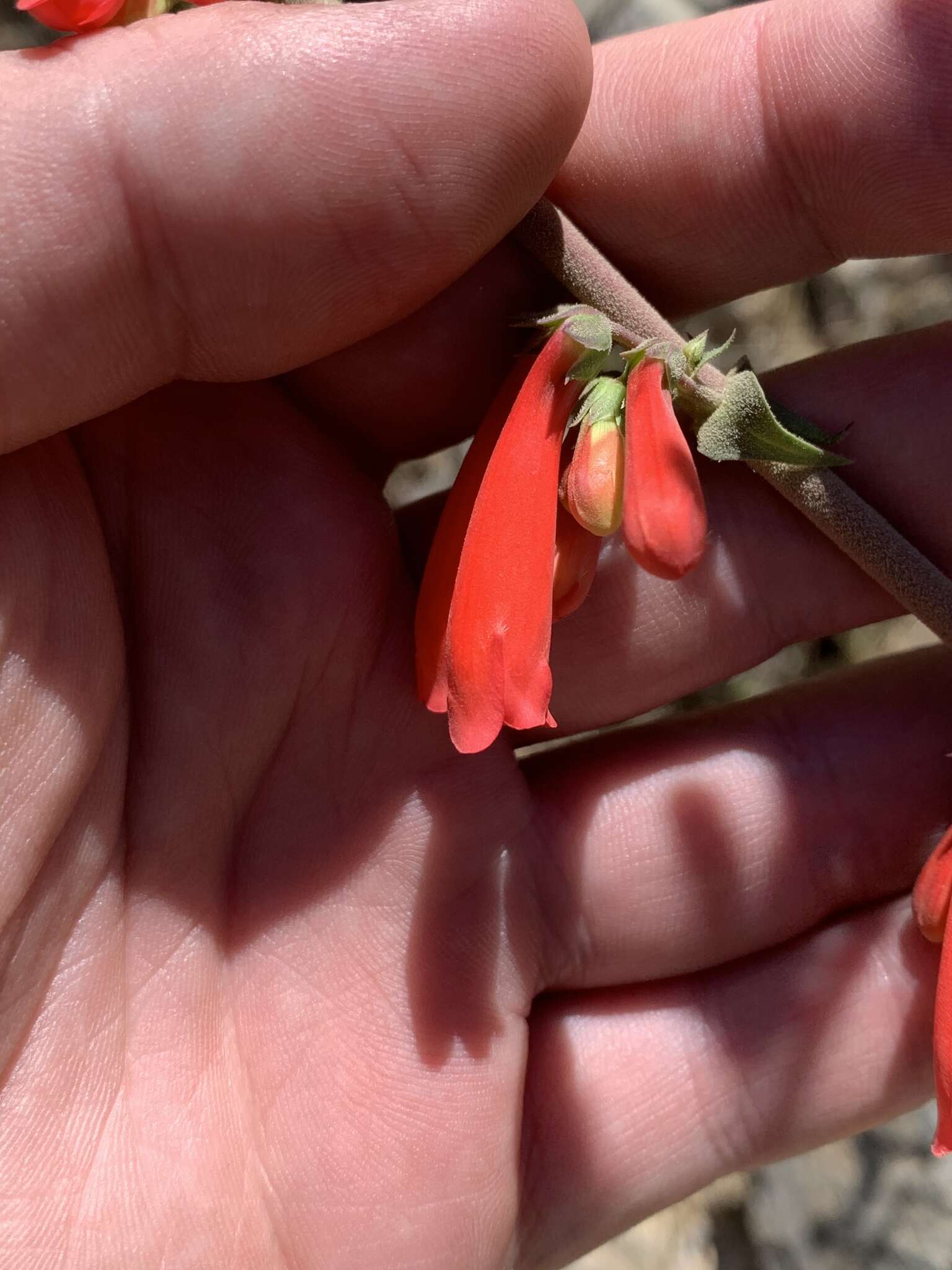 Penstemon eatonii subsp. undosus (M. E. Jones) D. D. Keck的圖片