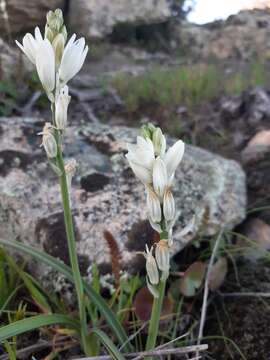 Image of Ornithogalum concinnum Salisb.