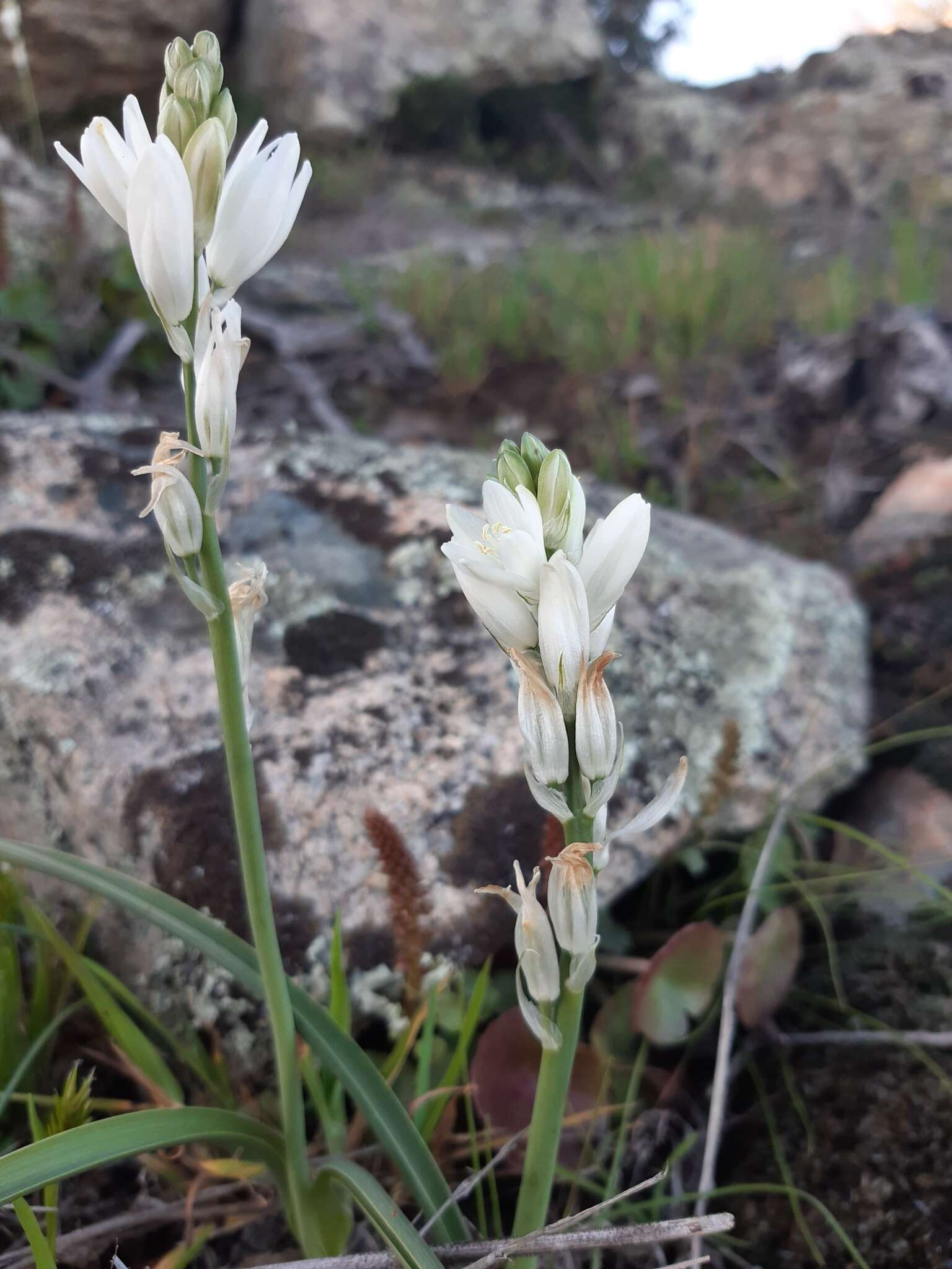 صورة Ornithogalum concinnum Salisb.