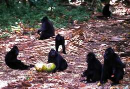 Image of Celebes crested macaque