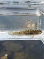 Image of Seaboard goby