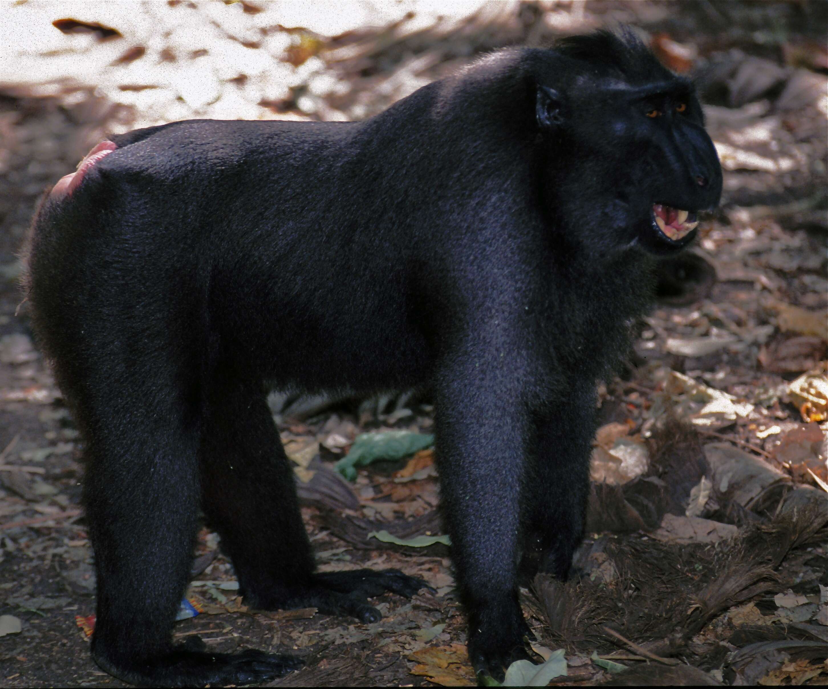 Image of Celebes crested macaque