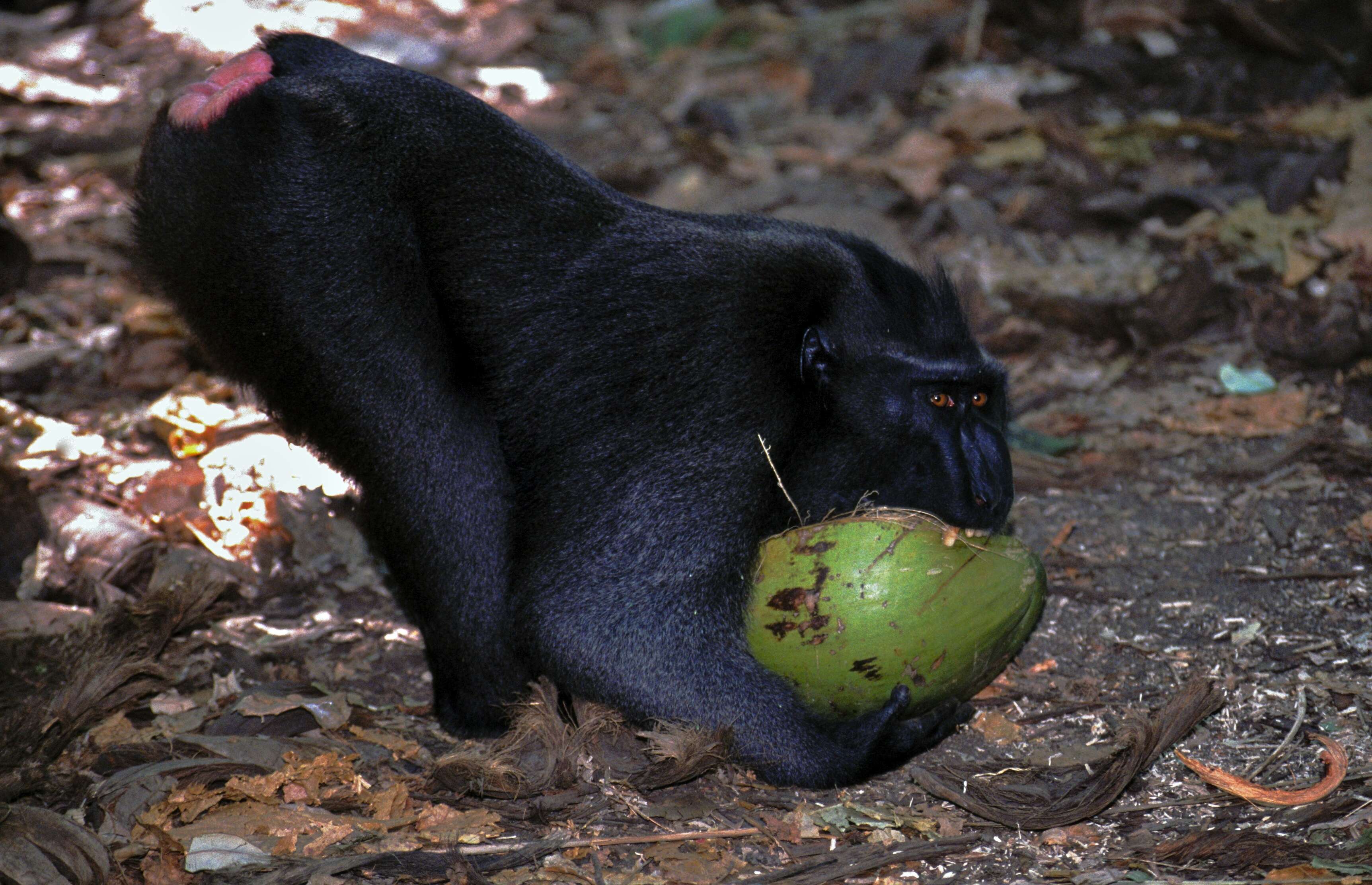 Image of Celebes crested macaque