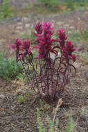 Castilleja rubra (Drob.) Rebr. resmi