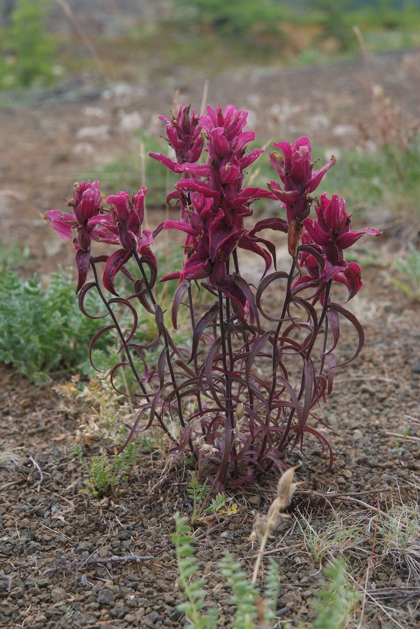 Image of Castilleja rubra (Drob.) Rebr.