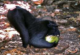 Image of Celebes crested macaque