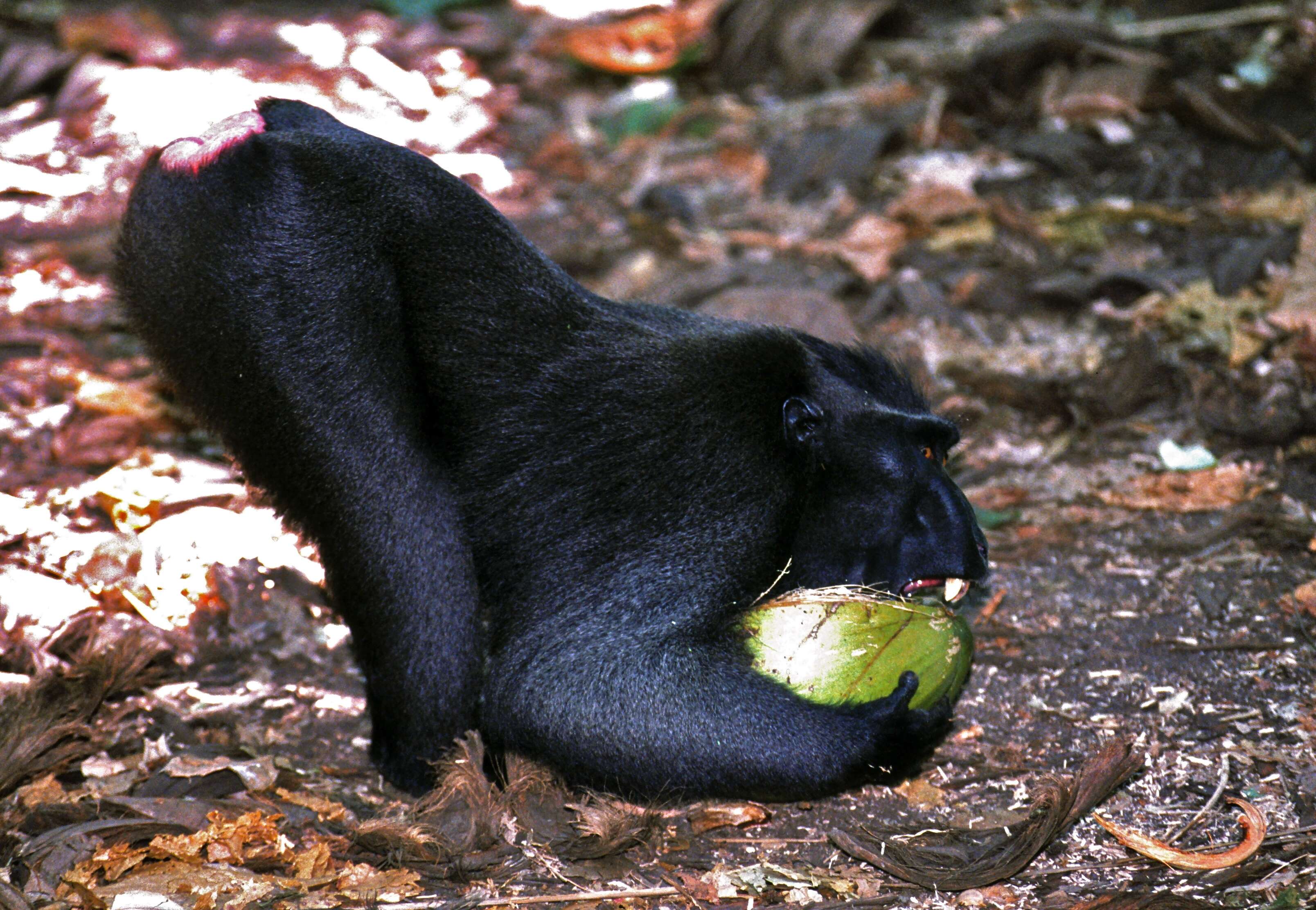 Image of Celebes crested macaque