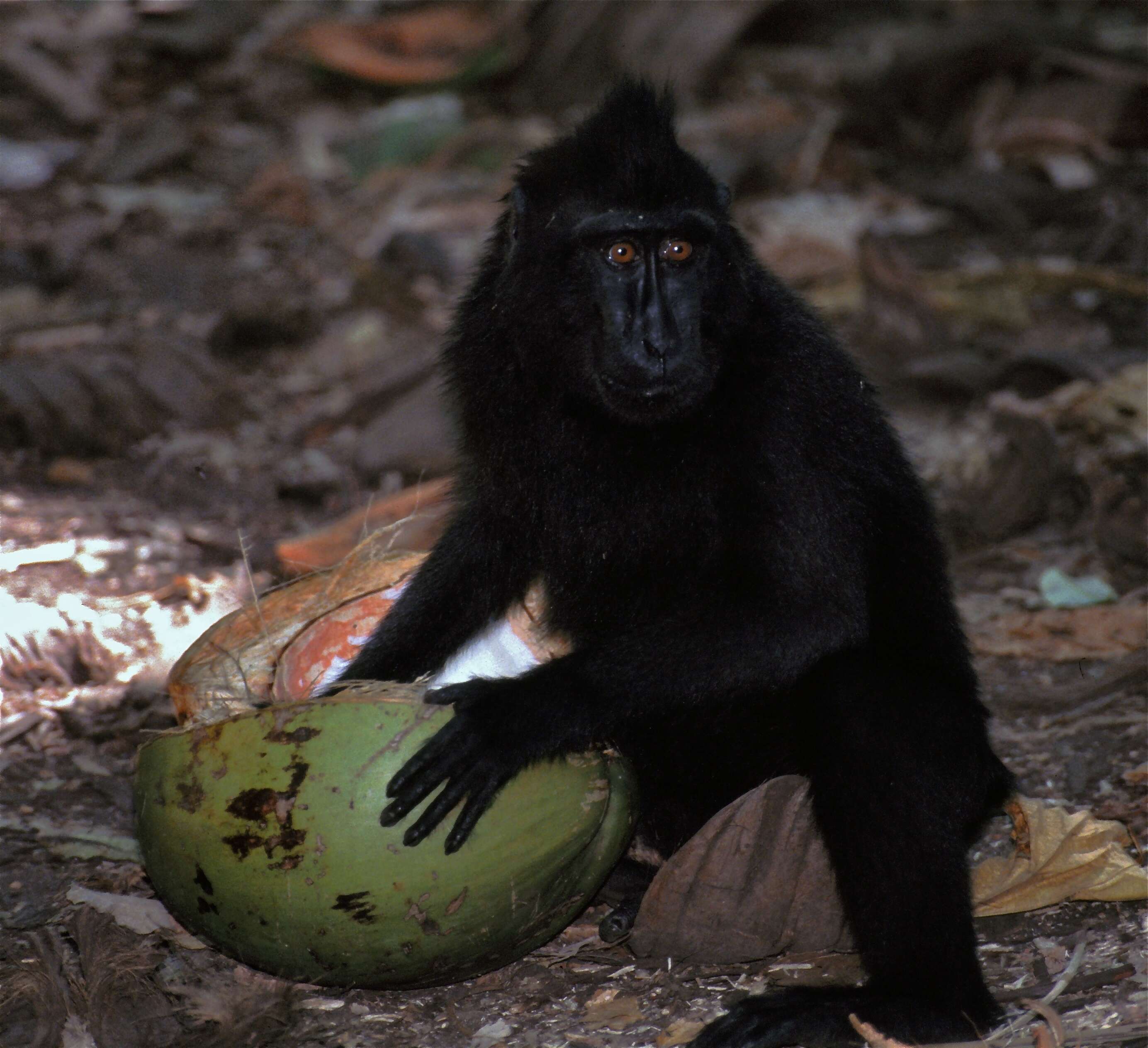 Image of Celebes crested macaque