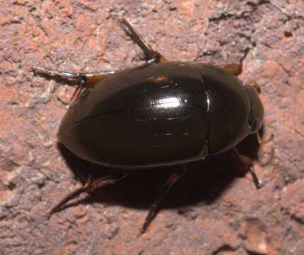 Image of Tropisternus (Tropisternus) blatchleyi Orchymont 1922