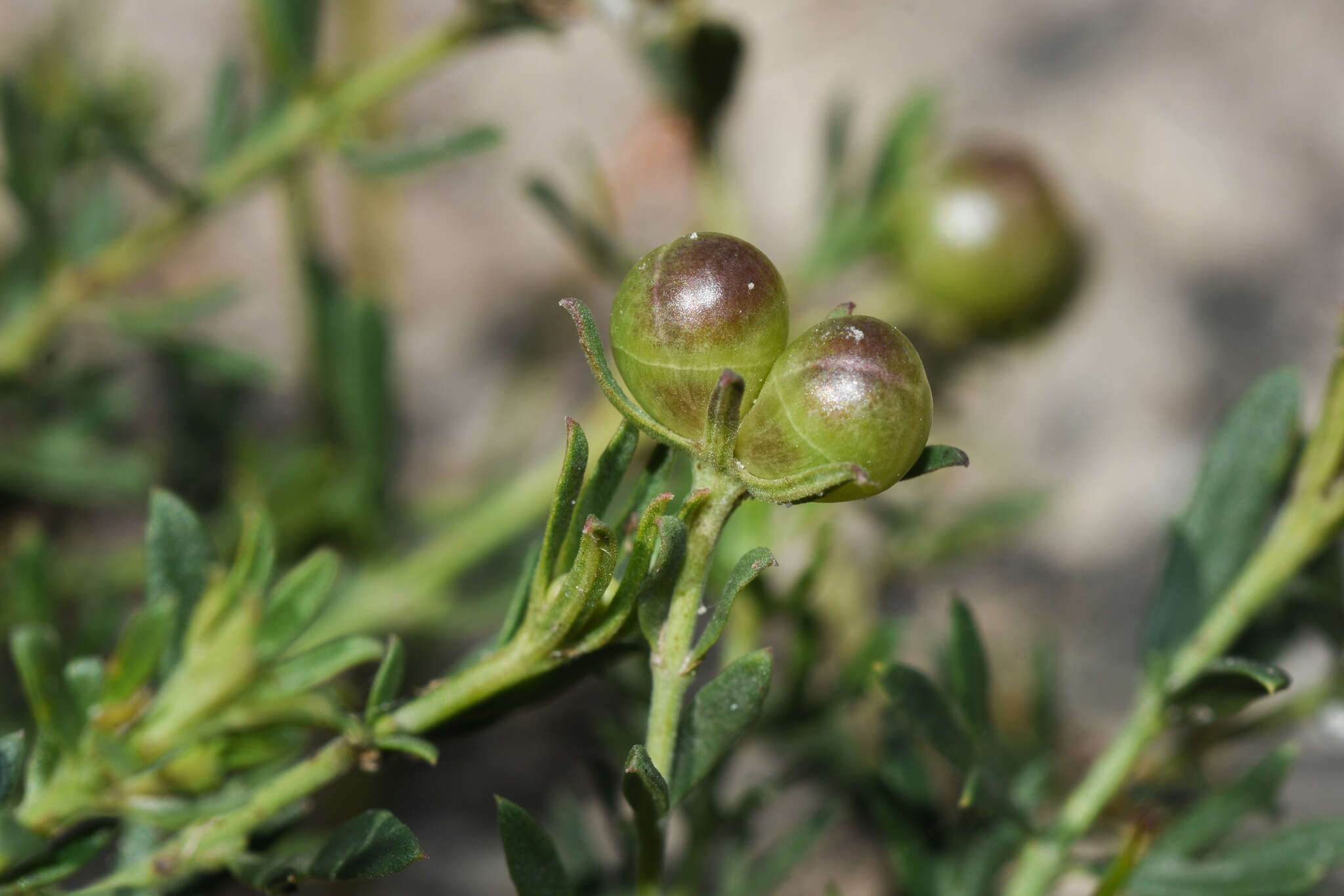 Plancia ëd Menodora integrifolia (Cham. & Schltdl.) Steud.