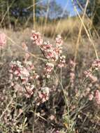 Image of Abert's buckwheat